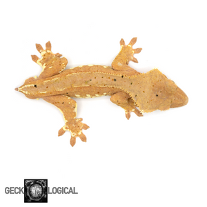 Male Cold Fusion Hypo Red Crested Gecko GL-164 from above 