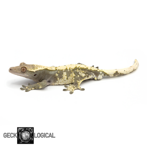 Male Tundra x Moon Shine 4 Crested Gecko GL-175 looking left 