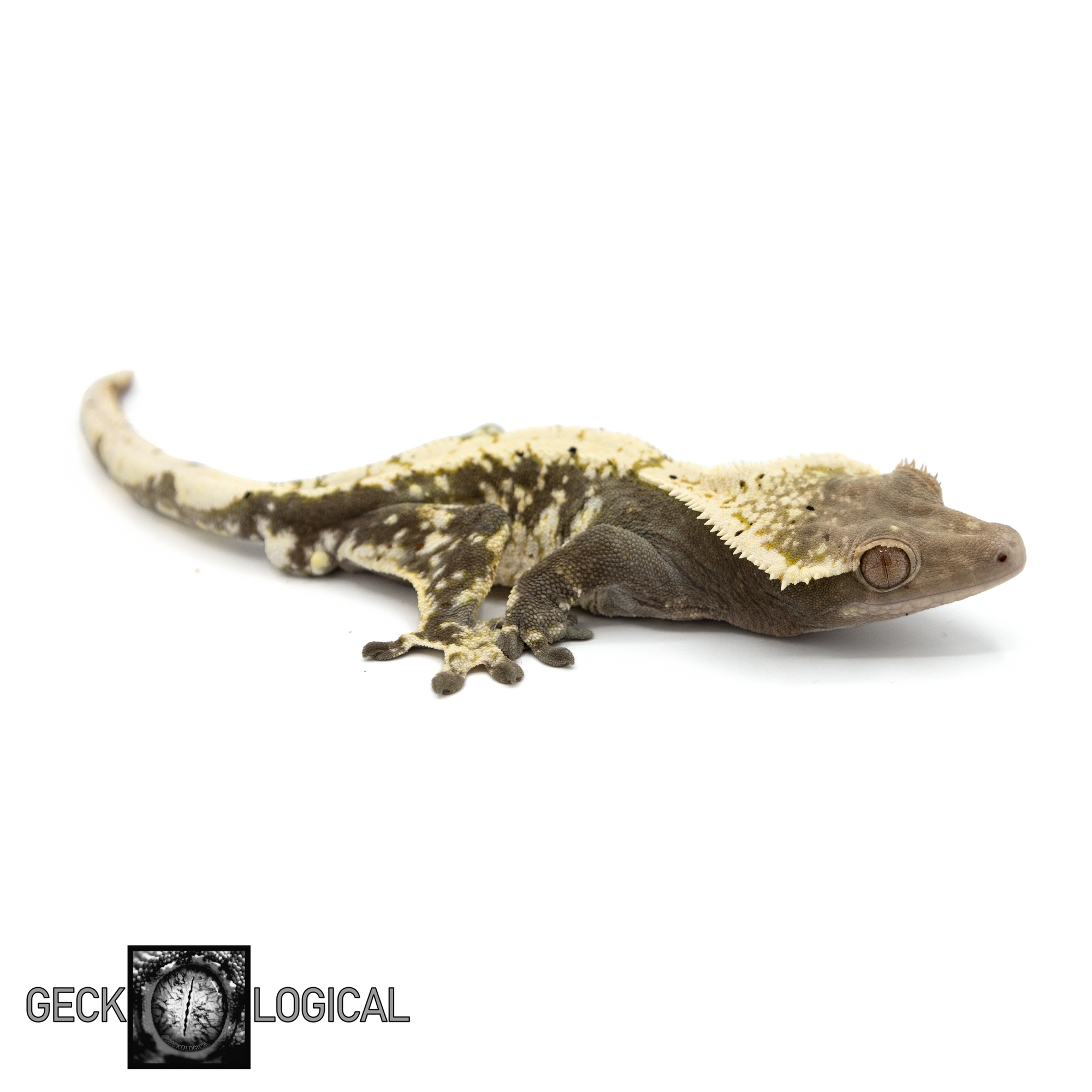 Male Tundra x Moon Shine 4 Crested Gecko GL-175 looking right