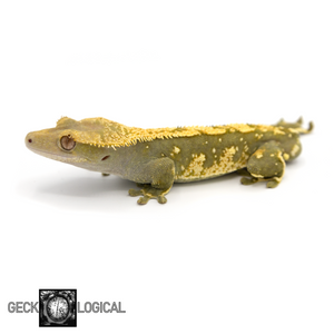 Male Yellow Cold Fusion x Super Soft Scale Crested Gecko GL-183 looking left 