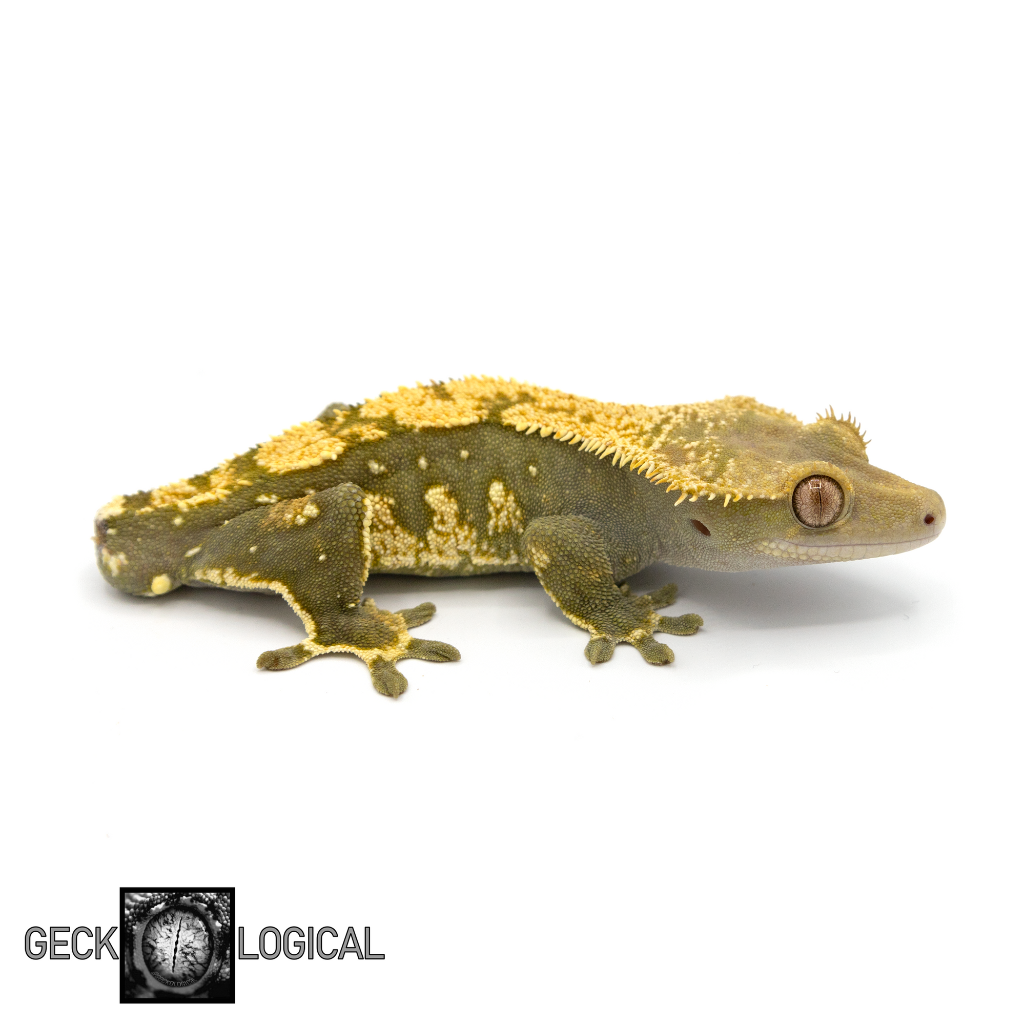 Male Yellow Cold Fusion x Super Soft Scale Crested Gecko GL-183 looking right 