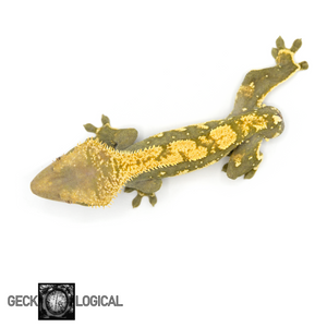 Male Yellow Cold Fusion x Super Soft Scale Crested Gecko GL-183 from above