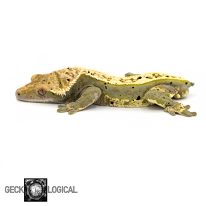 Cold Spot Male Crested Gecko GL-186 looking left