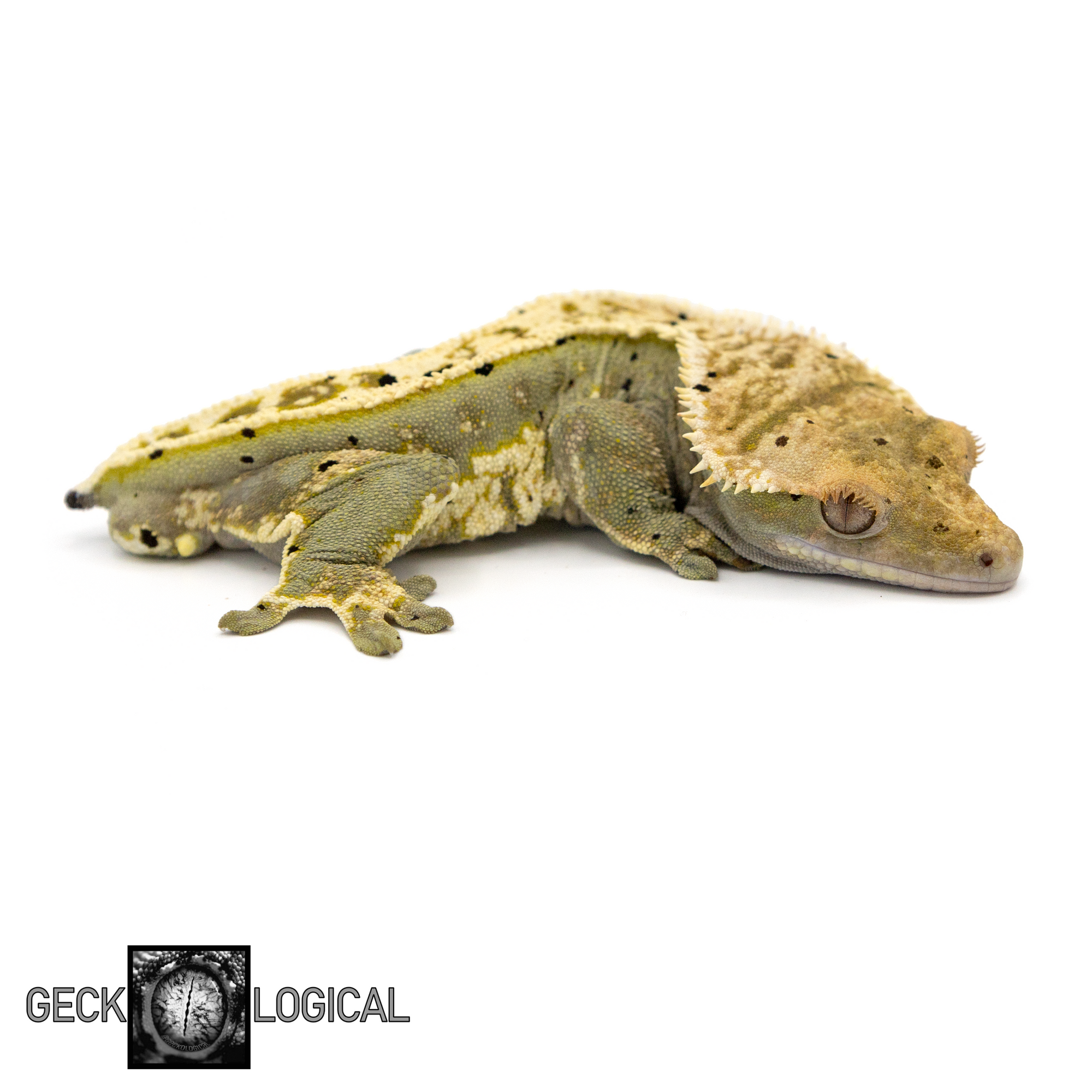 Cold Spot Male Crested Gecko GL-186 looking right 