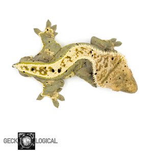 Cold Spot Male Crested Gecko GL-186 from above 