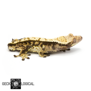 Male Cloud x Skyline Crested Gecko GL-190 looking right 