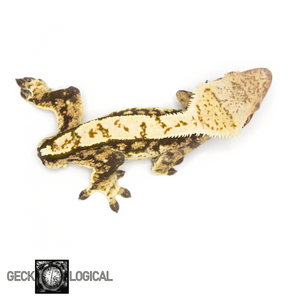 Male Cloud x Skyline Crested Gecko GL-190 from above