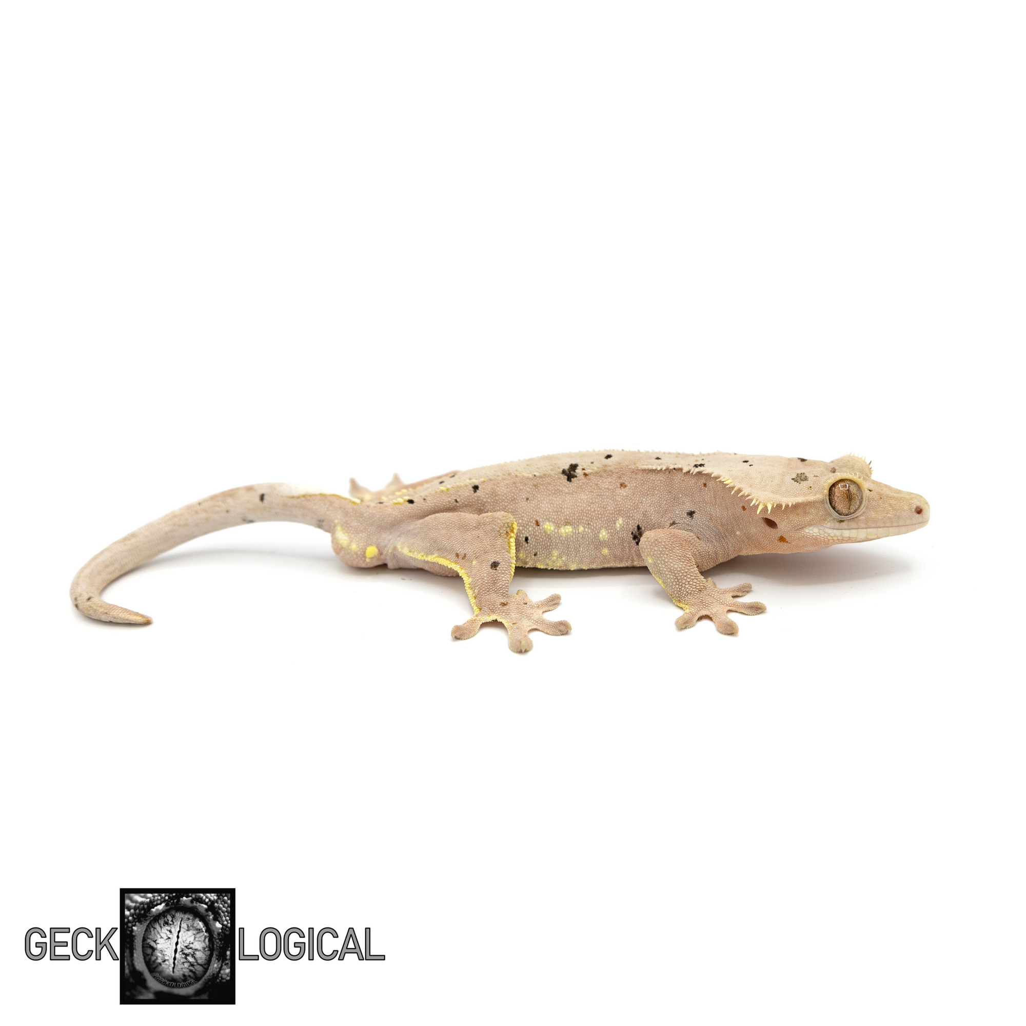 Male Cold Fusion Crested Gecko GL-209 looking Right