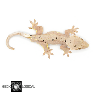 Male Cold Fusion Crested Gecko GL-209 from above 