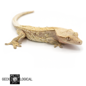 Male Tricolor Crested Gecko GL-212 looking right