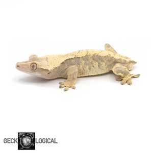 Male Cloud x Extra Butter Crested Gecko GL-21 looking left 
