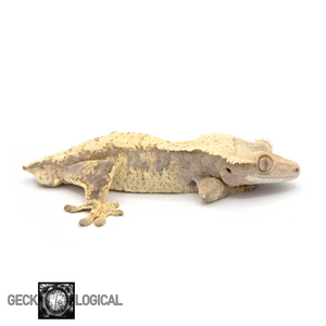 Male Cloud x Extra Butter Crested Gecko GL-21 looking right 