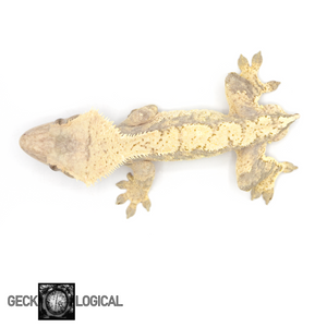 Male Cloud x Extra Butter Crested Gecko GL-21 from above 