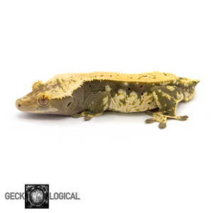 Male Cold Squeeze x Super Soft Scale Crested Gecko GL-24 looking left 