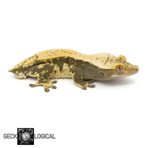 Male Cold Squeeze x Super Soft Scale Crested Gecko GL-24 looking right