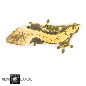 Male Cold Squeeze x Super Soft Scale Crested Gecko GL-24 from above 