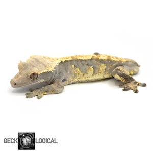 Dry Ice Male Crested Gecko GL-45 looking left 