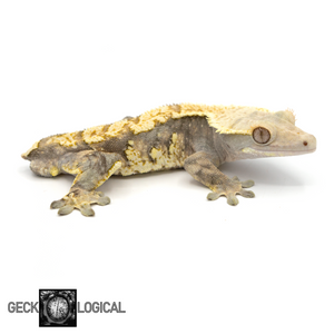 Dry Ice Male Crested Gecko GL-45 looking right 