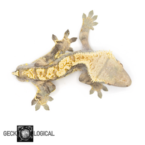Dry Ice Male Crested Gecko GL-45 from above 