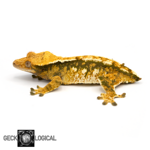 Coolio Female Crested Gecko GL-48 looking left