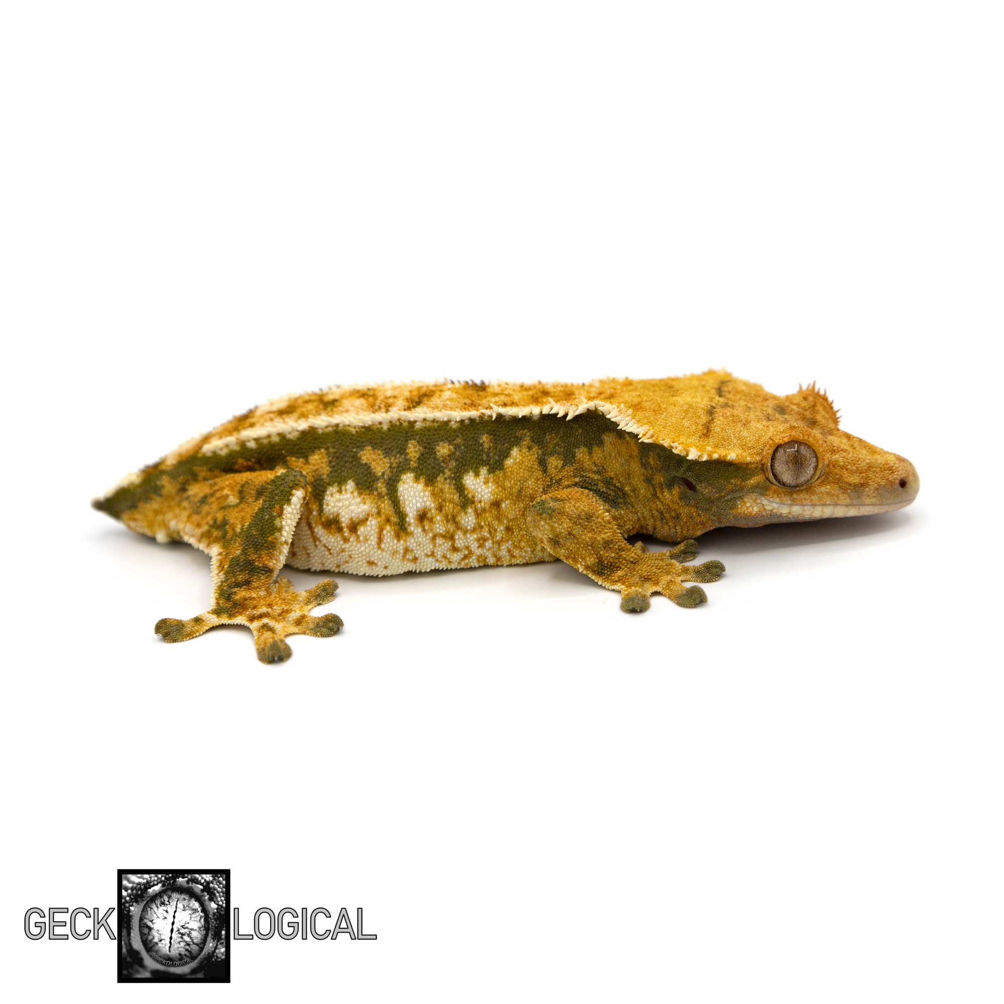 Coolio Female Crested Gecko GL-48 looking right 