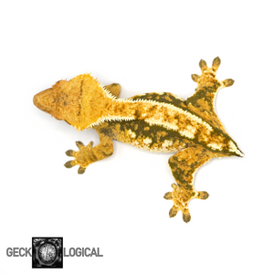 Coolio Female Crested Gecko GL-48 from above 