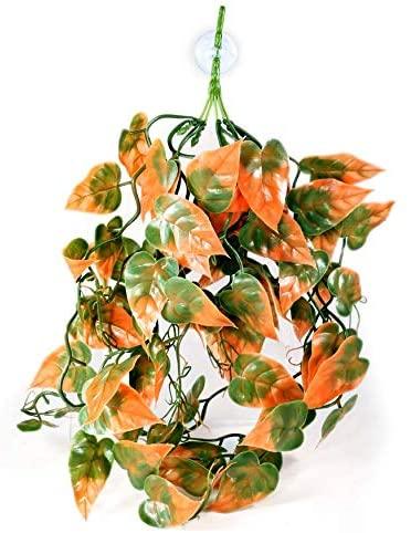 Pangea Plants - Orange