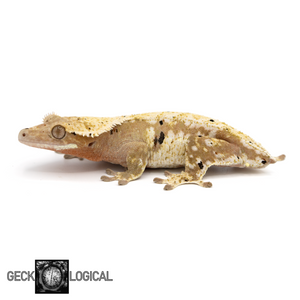 Icy-Hot Female Crested Gecko GL-58 looking left 