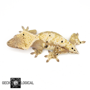 Icy-Hot Female Crested Gecko GL-58 from above 