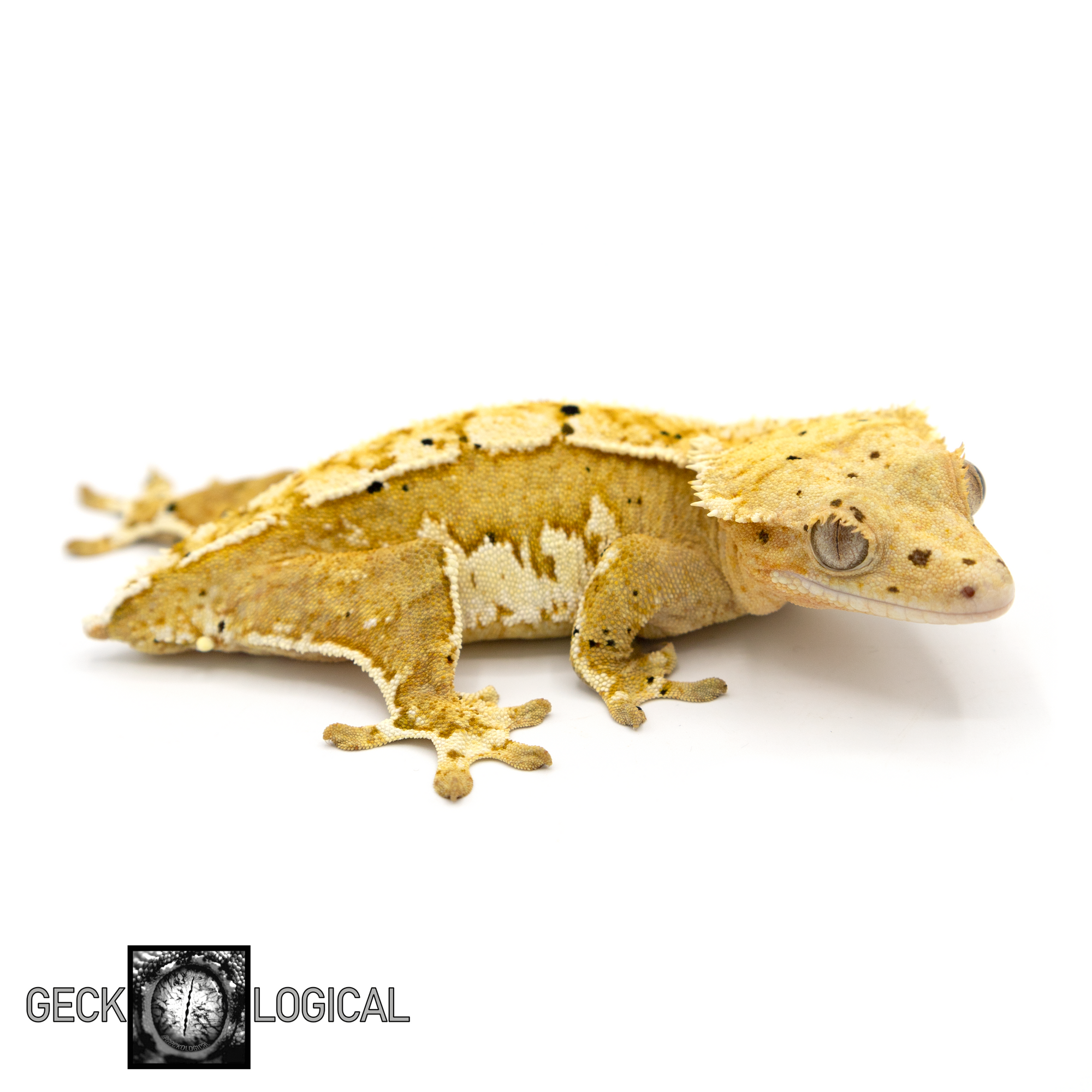 Female Yellow CF x Super Soft Scale Crested Gecko GL-61 looking right