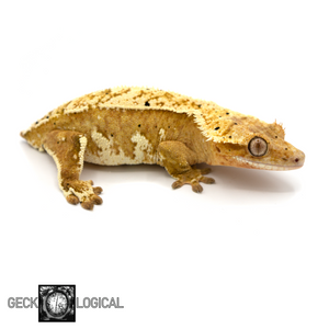 Female Cold Fusion x Yellow cold fusion Super Soft Crested Gecko GL-82 looking right 