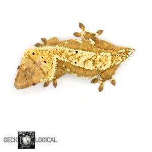 Female Cold Fusion x Yellow cold fusion Super Soft Crested Gecko GL-82 from above 