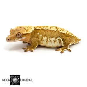 Female Cold Fusion x Yellow cold fusion Super Soft Crested Gecko GL-82 looking left 