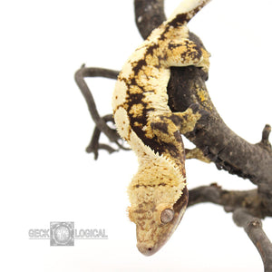Betty White X Cold Fusion Male Crested Gecko looking down