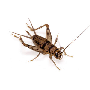 Banded Crickets To Go Pack