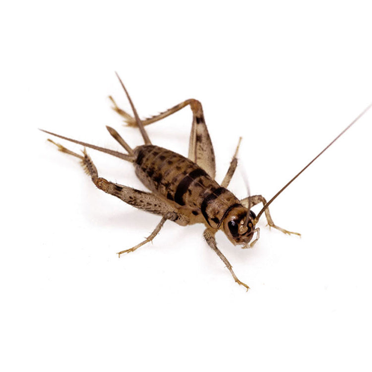 Bulk Crickets - 500 Count