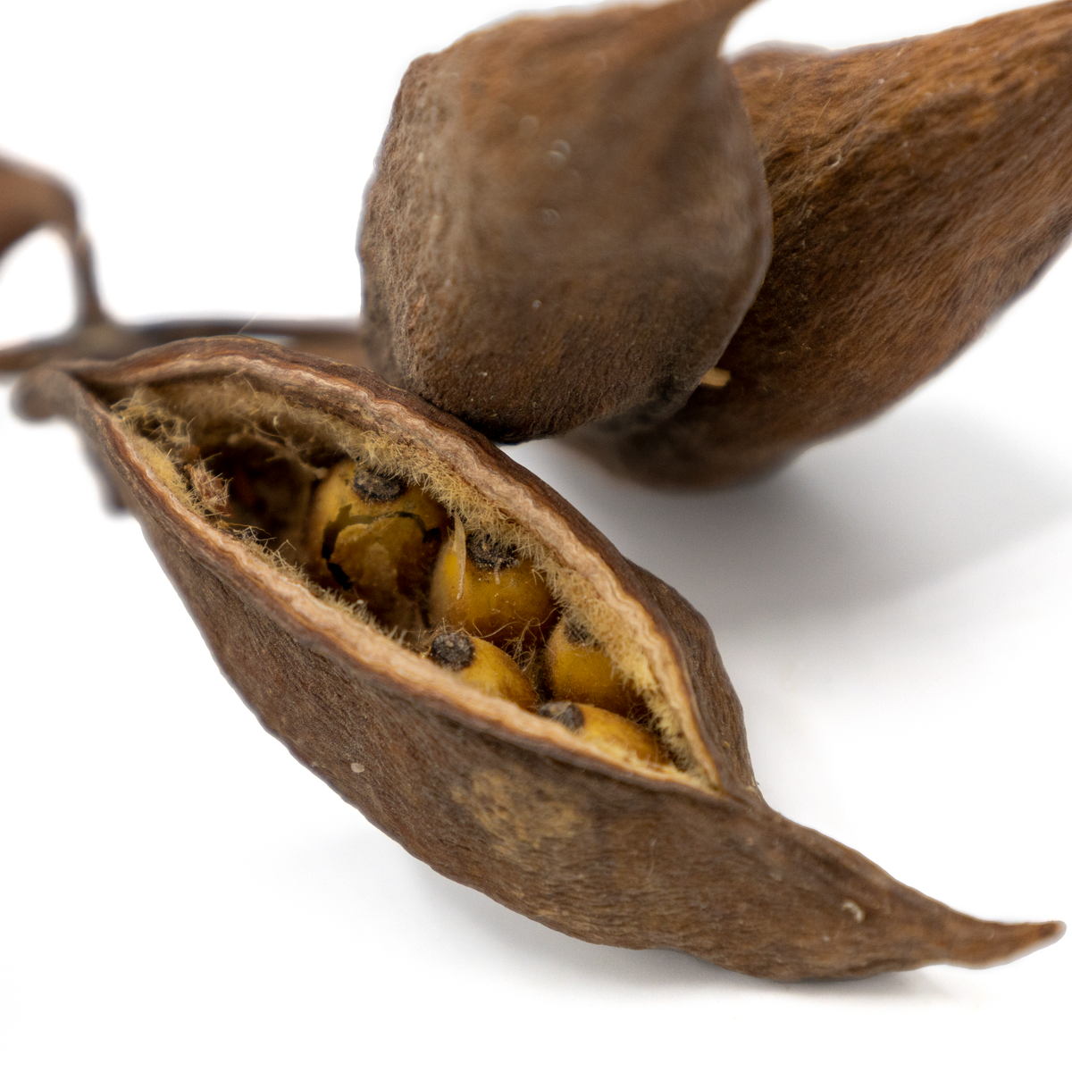 Pangea Bottle Tree Seed Pods close up