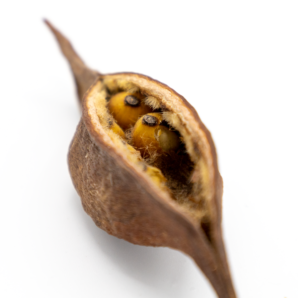 Pangea Bottle Tree Seed Pod extra close up