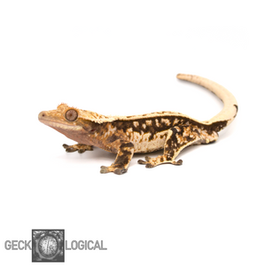 Cold Rolled X Cold Fusion Male Crested Gecko CF-12 looking left