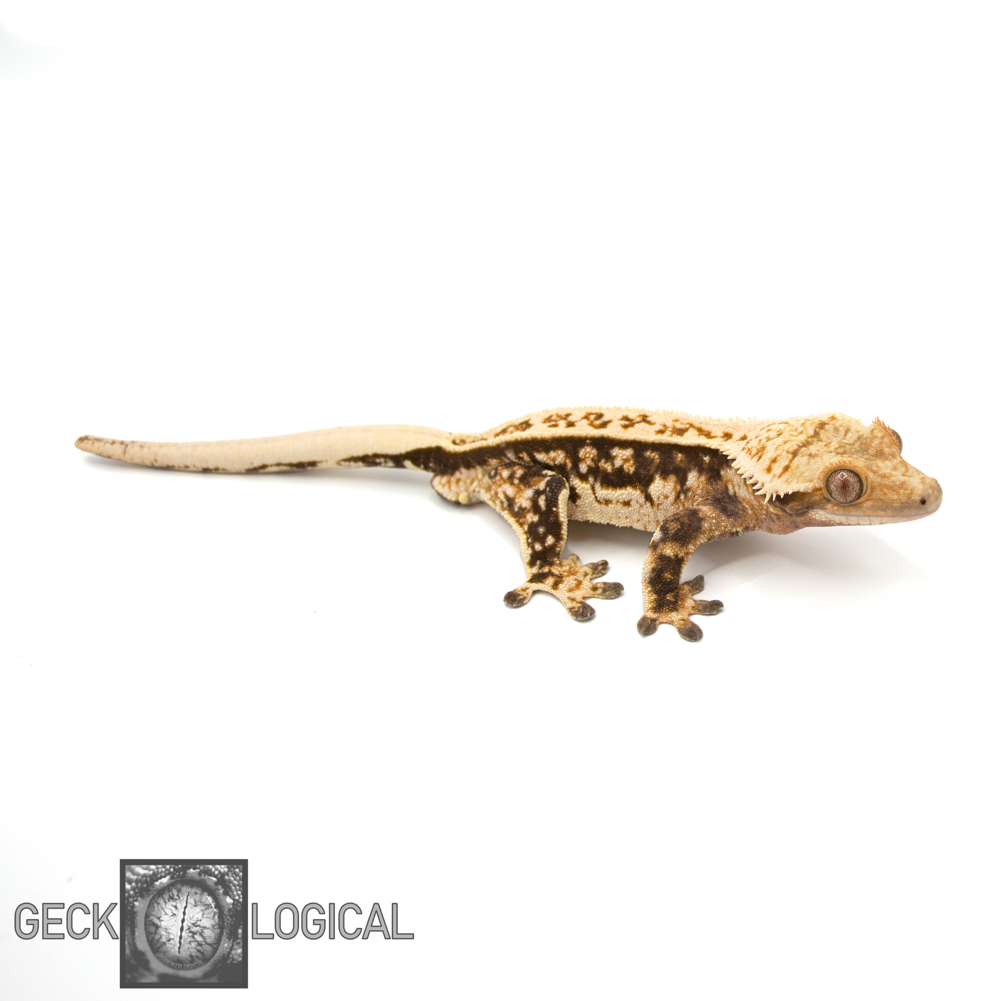 Cold Rolled X Cold Fusion Male Crested Gecko CF-12 looking right