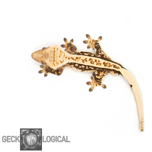 Cold Rolled X Cold Fusion Male Crested Gecko CF-12