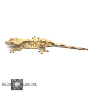 Betty White X Cold Fusion Male Crested Gecko looking left