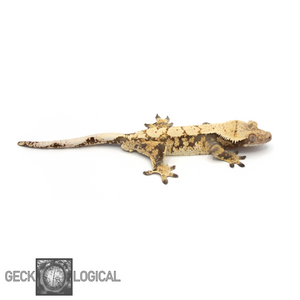 Betty White X Cold Fusion Male Crested Gecko looking right