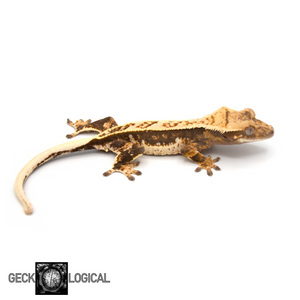 Pos Het Axanthic(AE) X Betty White/Cold Fusion Crested Gecko CF-5 looking right