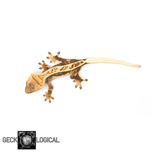 Pos Het Axanthic(AE) X Betty White/Cold Fusion Crested Gecko CF-5 from above