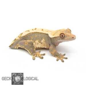 Mr. Freeze x Cold Fusion Female Crested Gecko CF-6