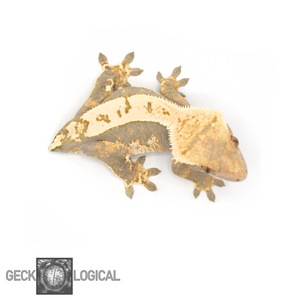 Mr. Freeze x Cold Fusion Female Crested Gecko CF-6