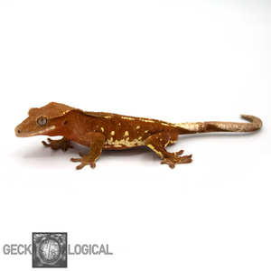 Captain America Cold Fusion/Red Rime X Moonshine/XXX Male Crested Gecko CF-8