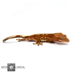 Captain America Cold Fusion/Red Rime X Moonshine/XXX Male Crested Gecko CF-8