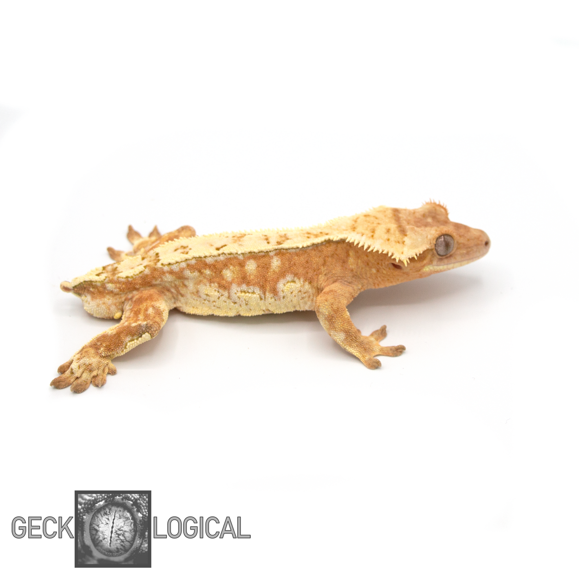 Betty White X Harvest Moonglow Orange Cold Fusion Male Crested Gecko CF-9